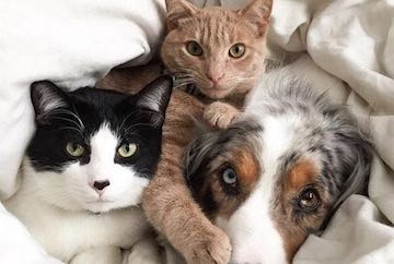 OHLA! Pet Product